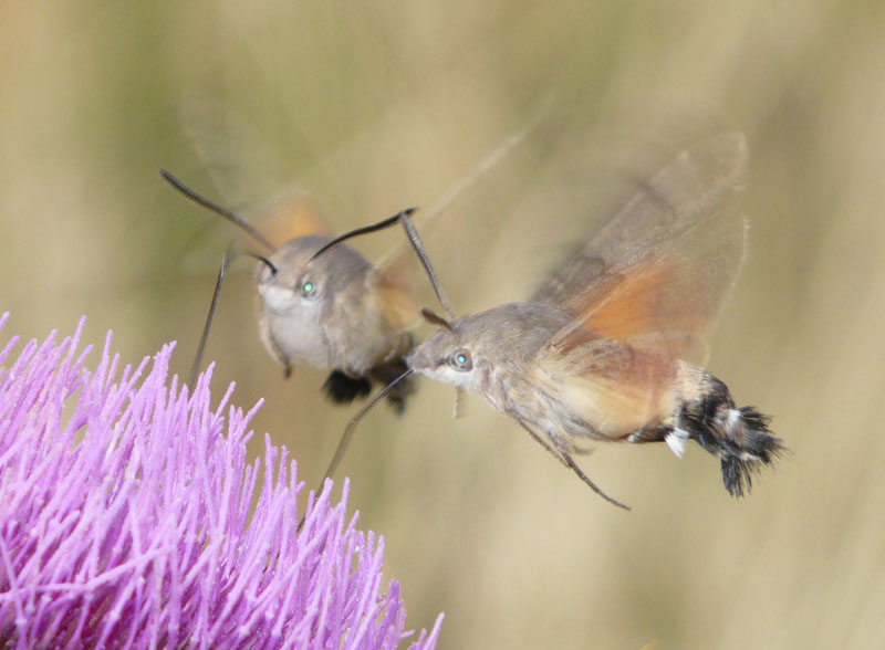 Macroglussum stellatarum, sfinge dagli occhi verdi